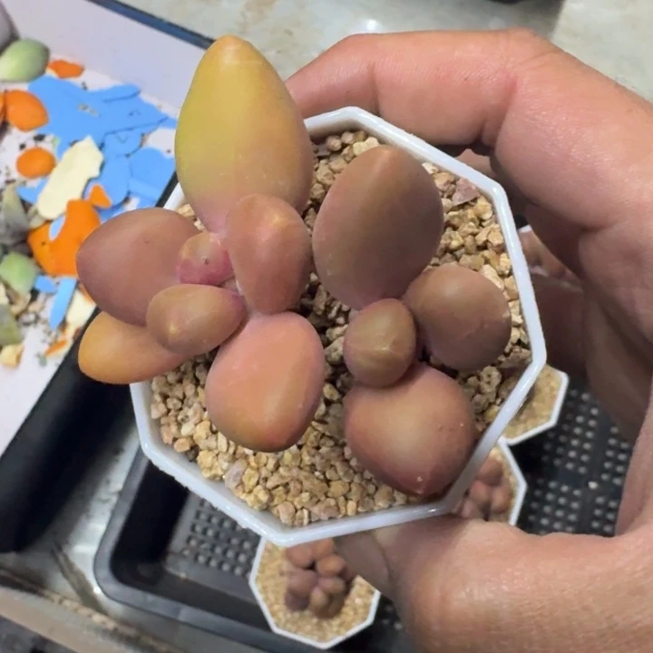 芒果奶 双头  一物一拍