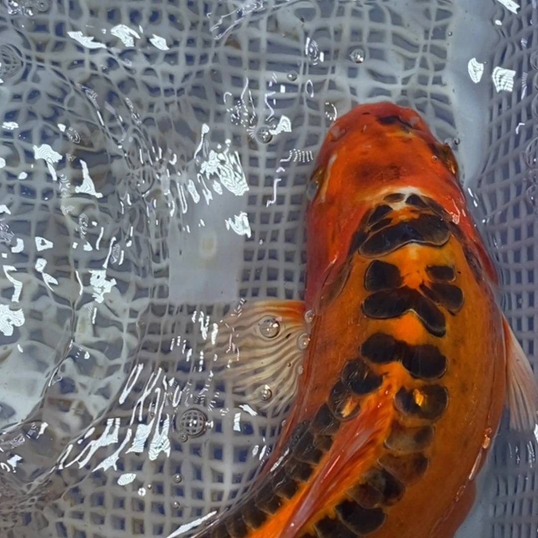锦鲤冷水锦鲤包邮