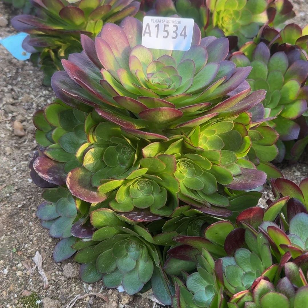 1534雨荷多肉植物