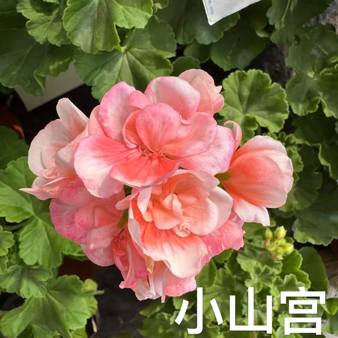 重瓣天竺葵粉色盆栽大花四季开花室内阳台好养花卉