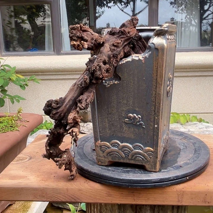 面***开无花朵羊蹄甲盆景素材