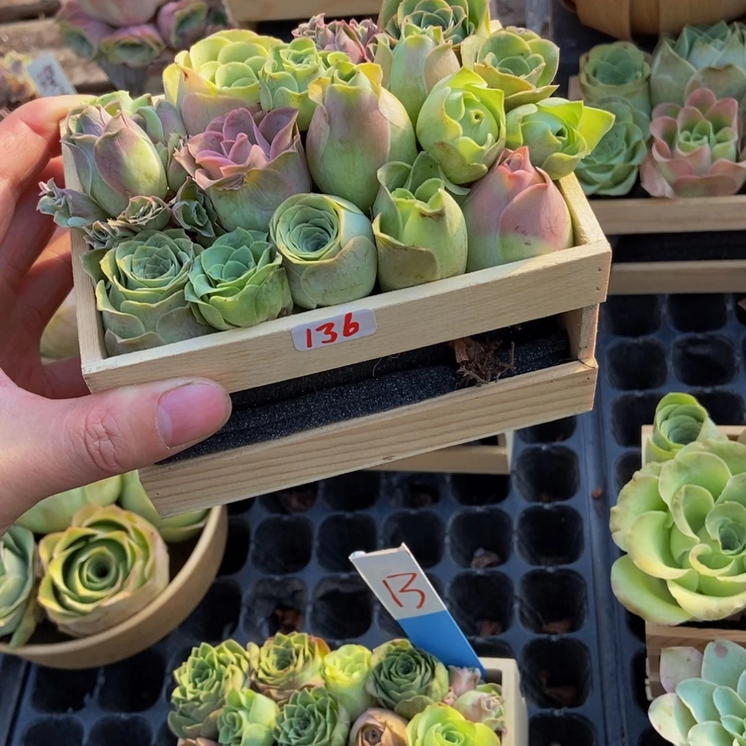 阿***夏山地玫瑰多肉植物花卉136