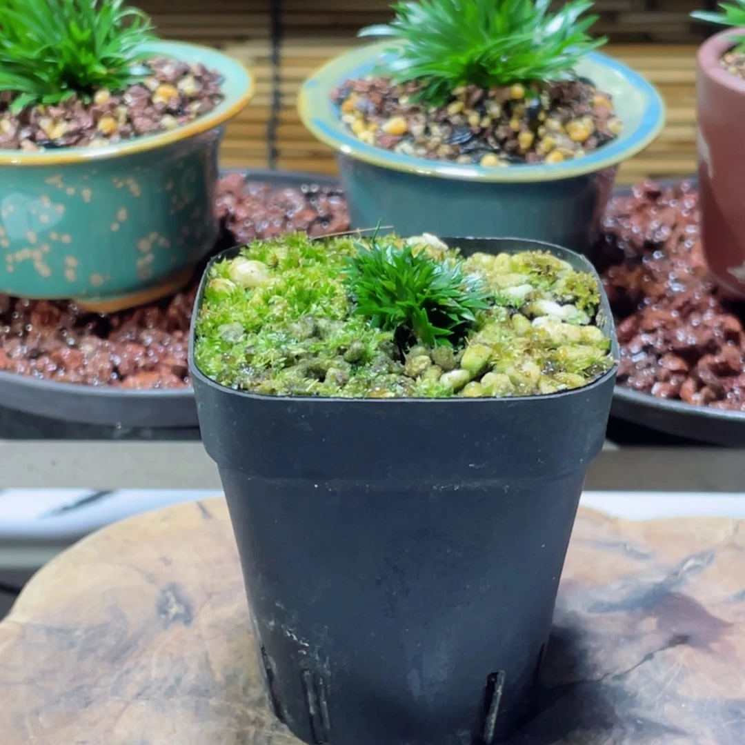 不开花植物無*.禅意小川