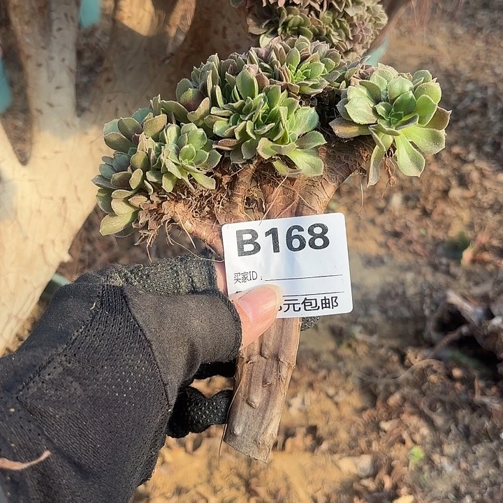 @***蕊168玫瑰缀砍头多肉植物