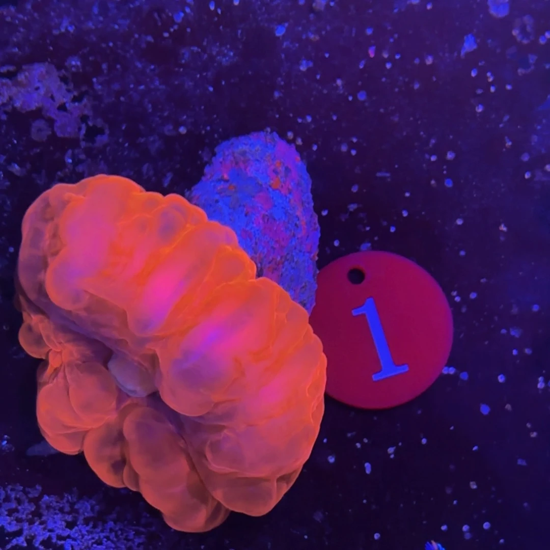 万鱼来朝海水观赏