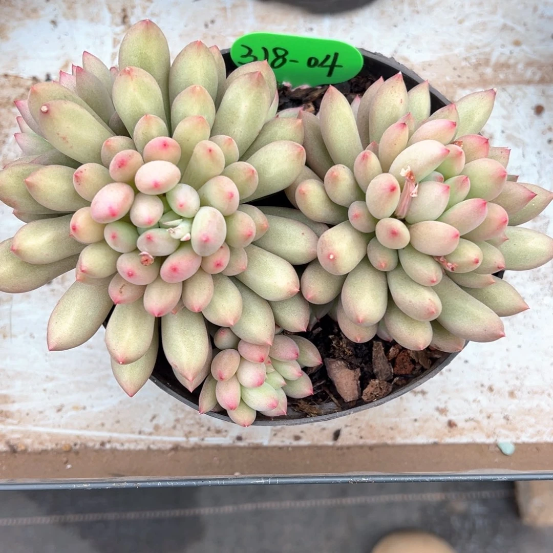 夏**茶3.18.04岩字