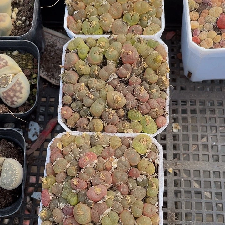 7方满盆毛汗泥带盆土发