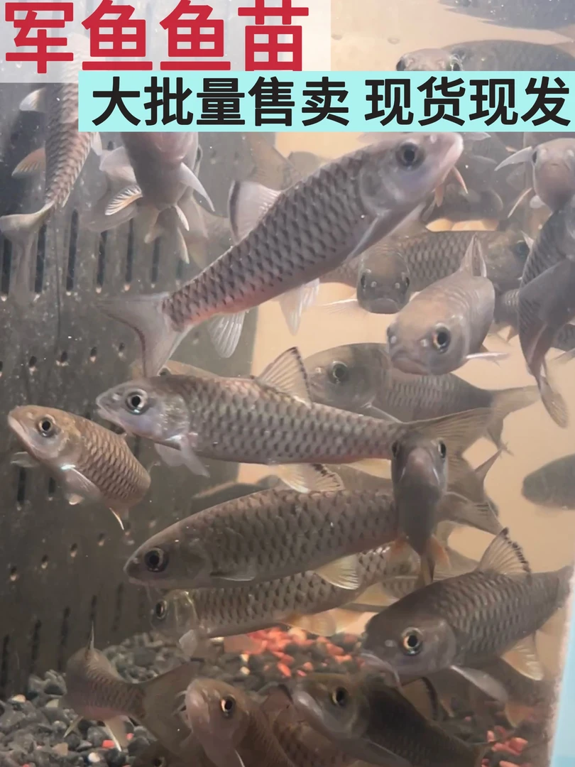 大批量售卖正品黄鳍军鱼鱼苗溪流观赏鱼之王红箭鱼批发