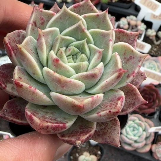 9保利安娜杂多肉植物多