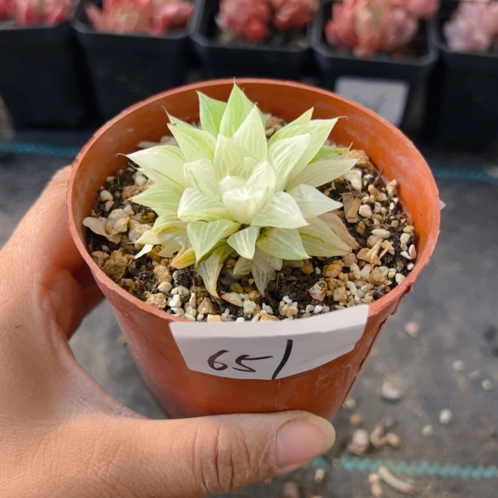 651，玉露锦，带盆带土发货