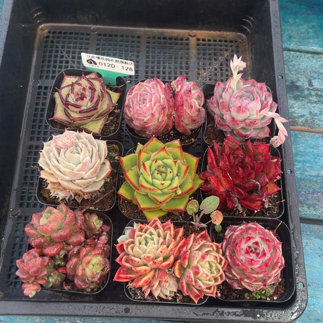 从前慢多肉精选编号0120.128