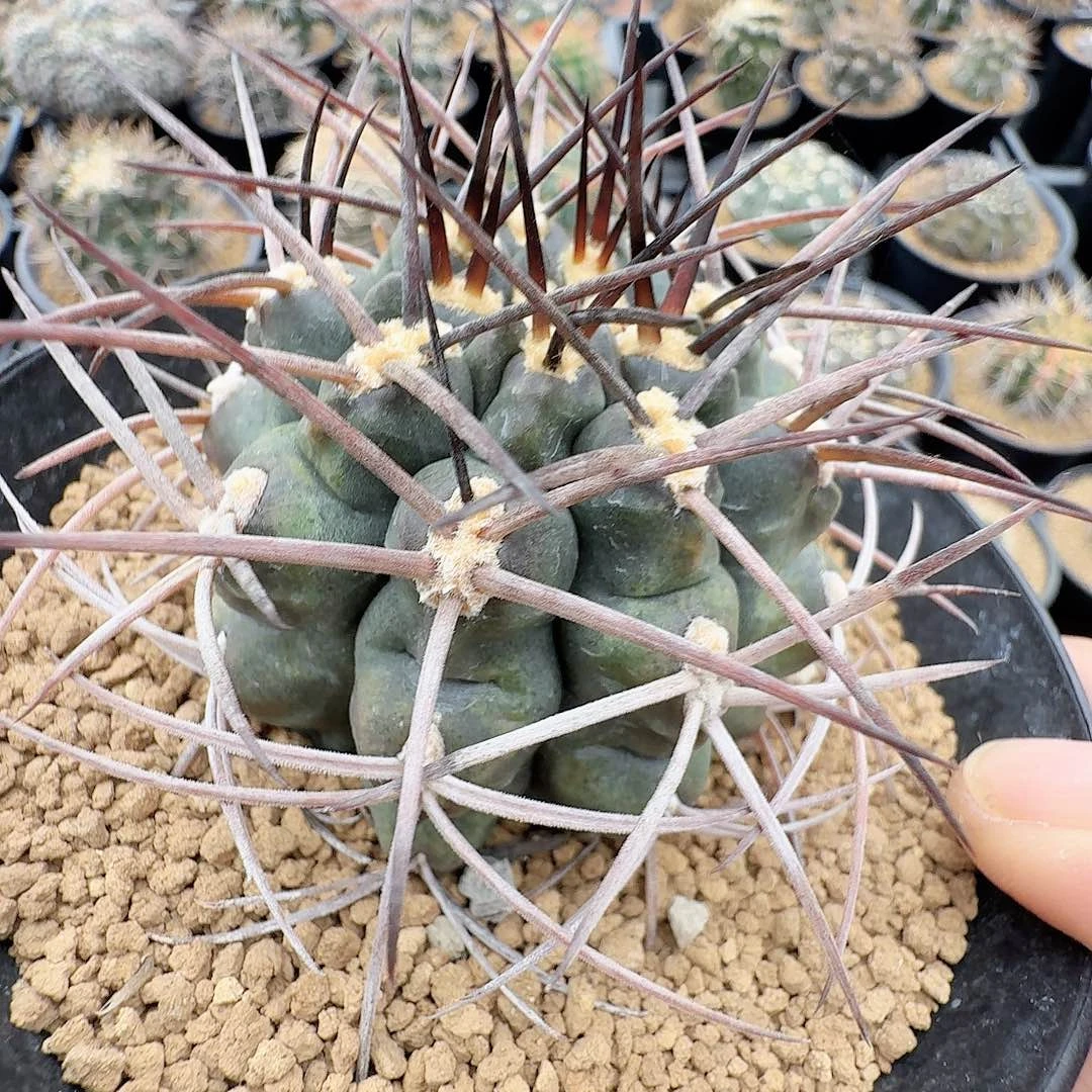 实生强刺波光龙脱土发货