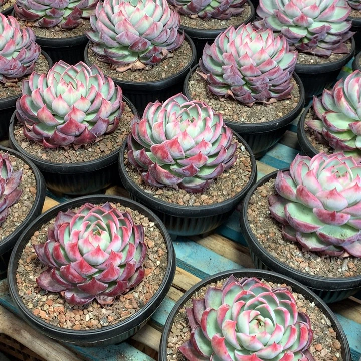 超大惊鸿仙子多肉植物19.99