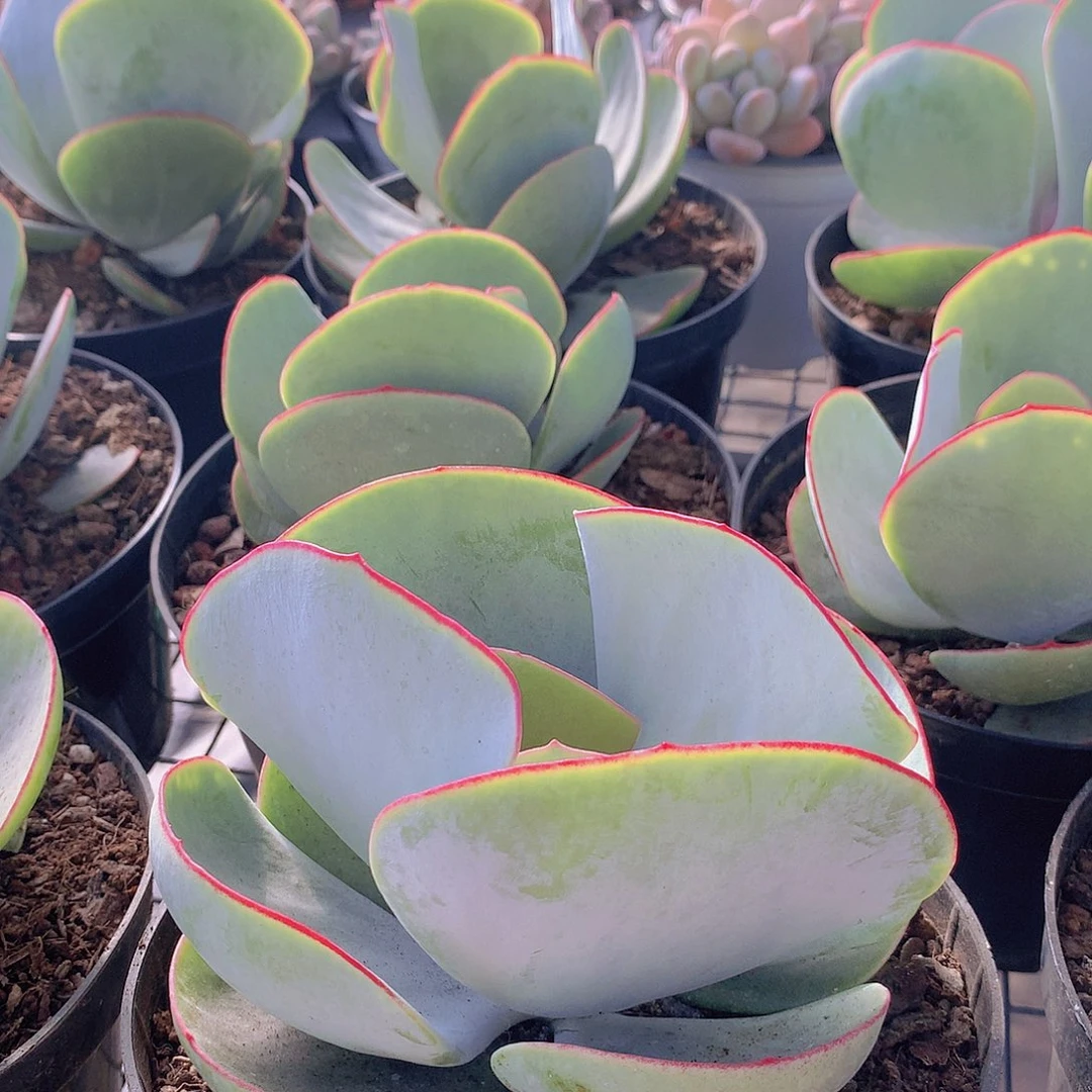 大号白眉2345567789999