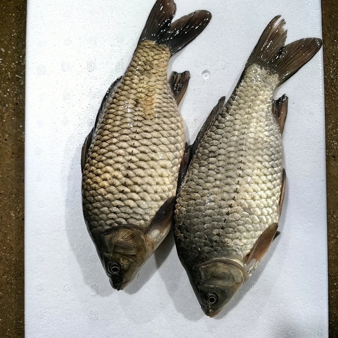 (鲫鱼)每条3-5两每件5斤