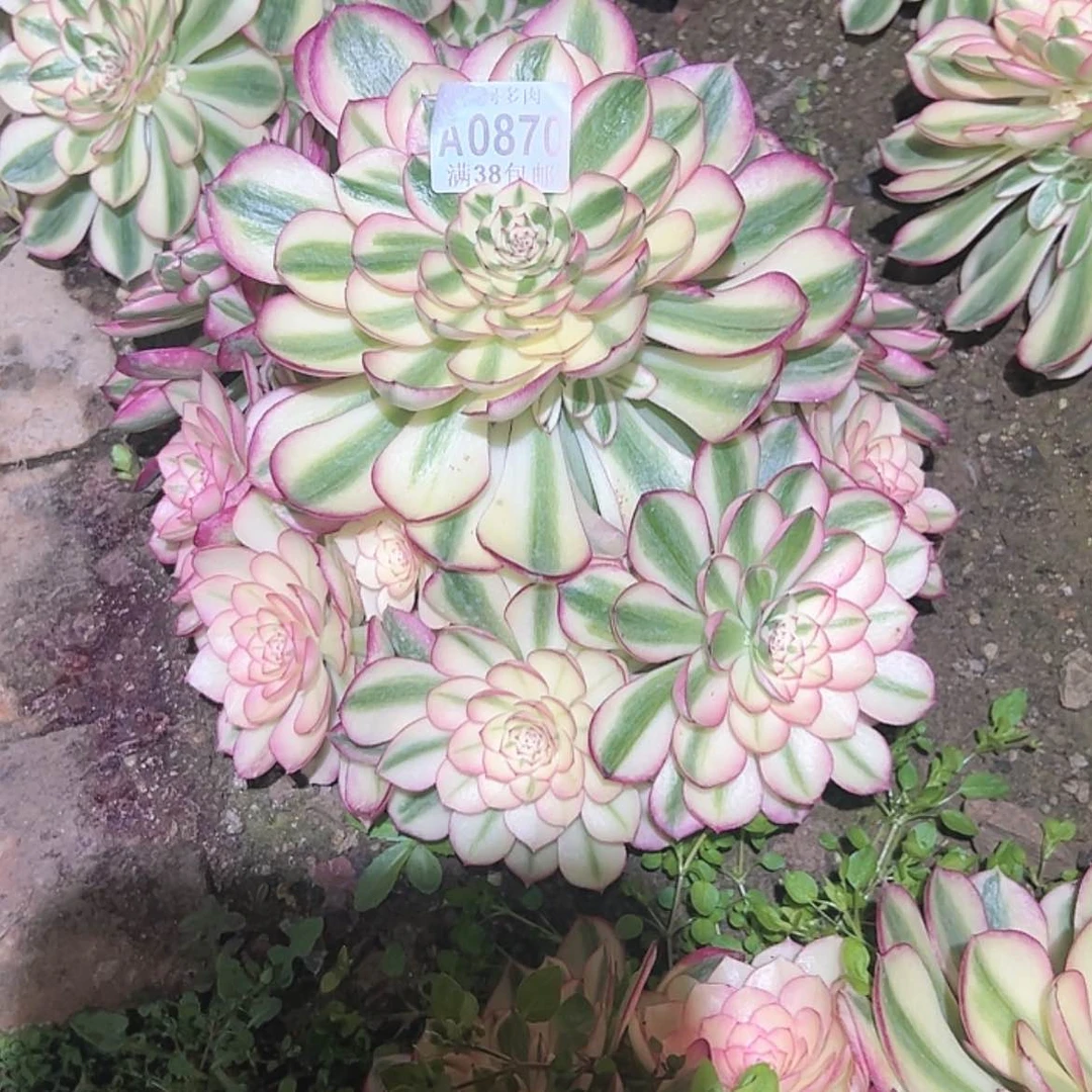 【闪购商品】w*h870荔枝多肉