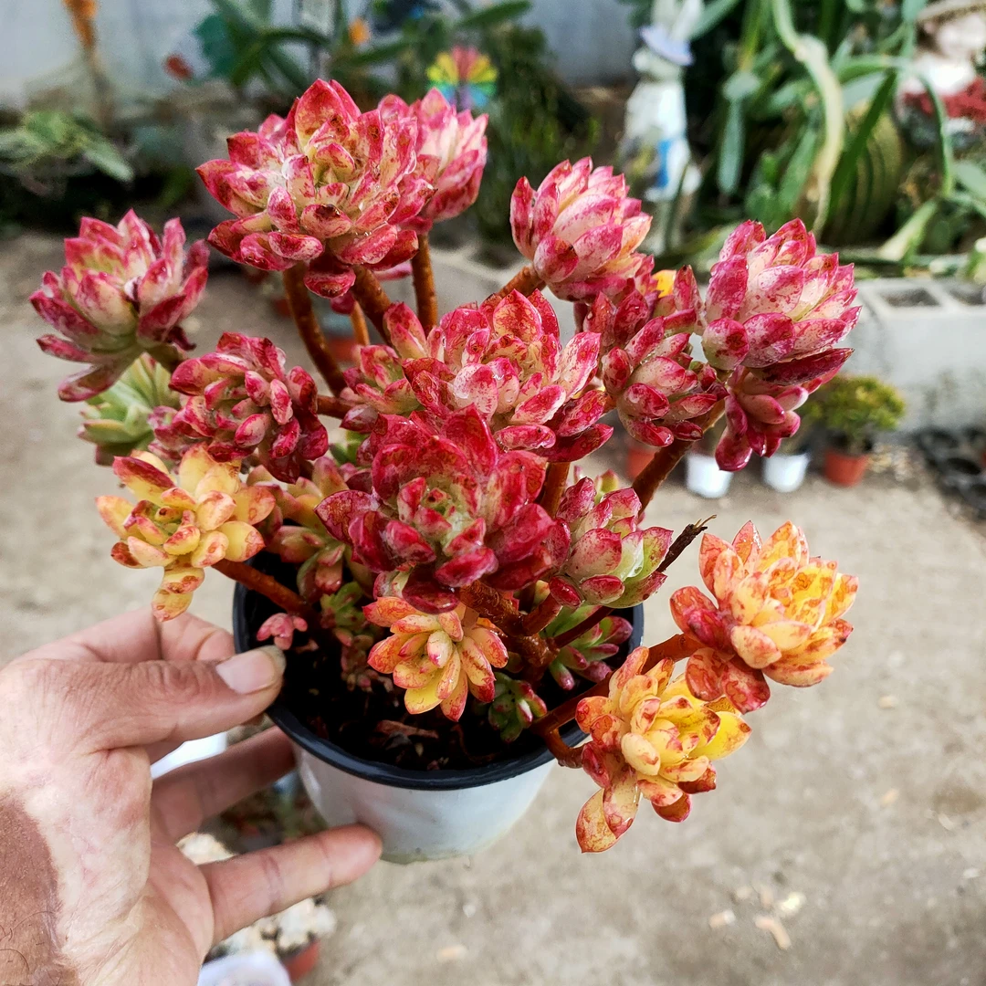 七彩云南 叮当锦满20包邮散群不带盆土发货轻微掉叶星昊多肉植物