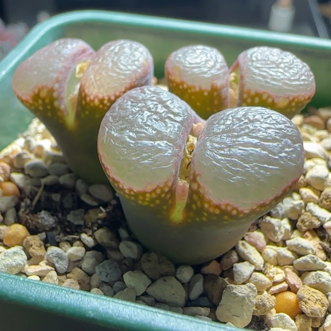 多肉植物紫黑镜面风母本46号