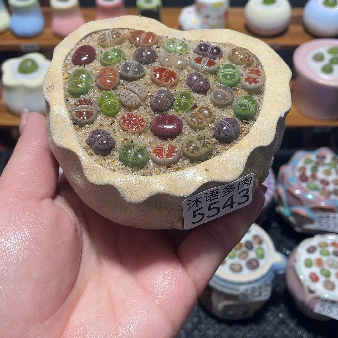 带盆土植物 一物一拍5543