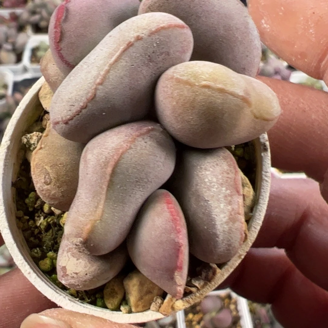 红蛋水泡多肉植物水泡