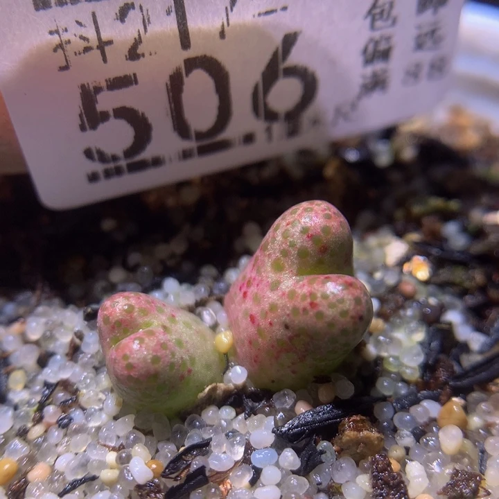 精品生石花217.506斑马