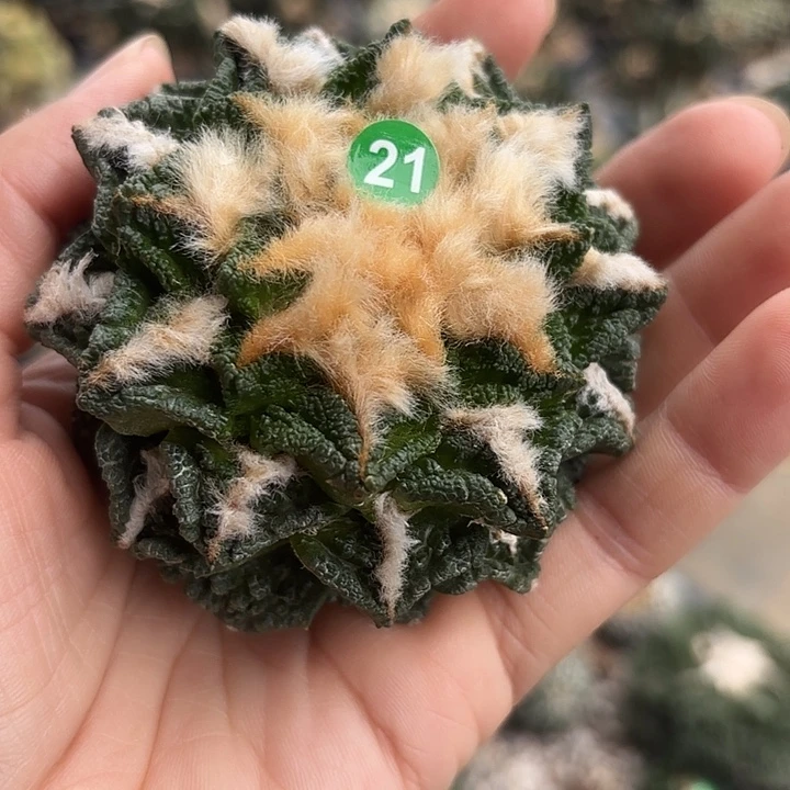 啥***是袖蒲苗接落地仙人球21