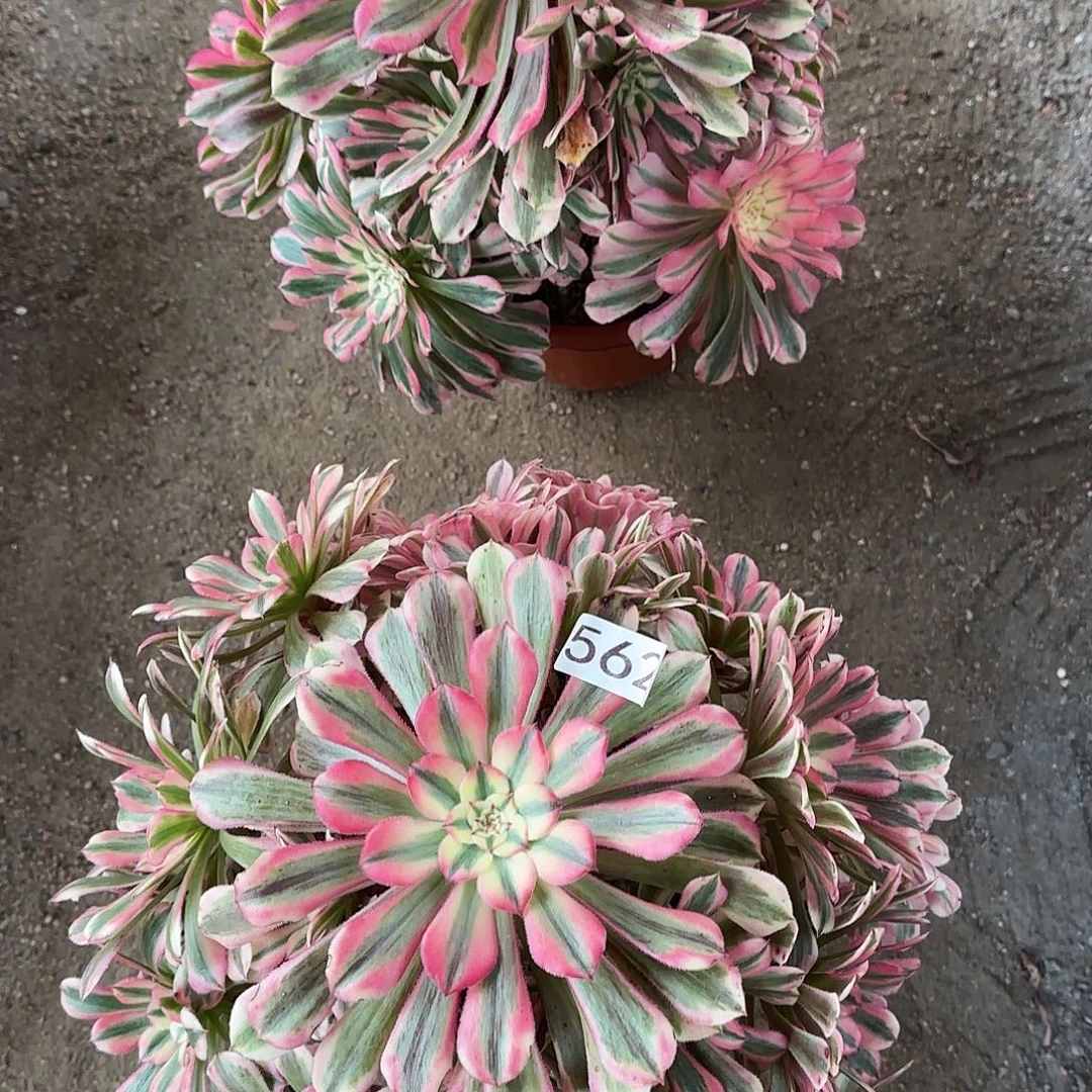 芳***园多肉植物粉铜2棵562