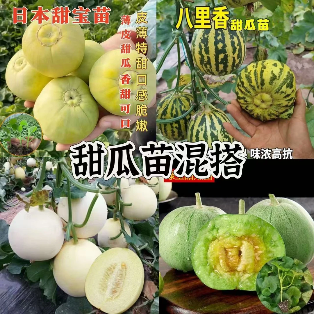 混搭品各种甜瓜苗绿宝白沙密甜宝秧苗四季阳台种植带土发货香瓜苗