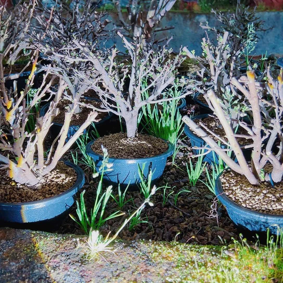 盆景红花一号长寿梅