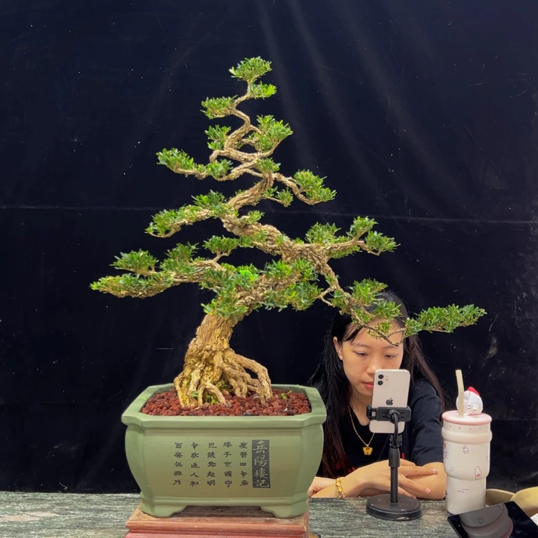 无花朵广东黄杨四季常青