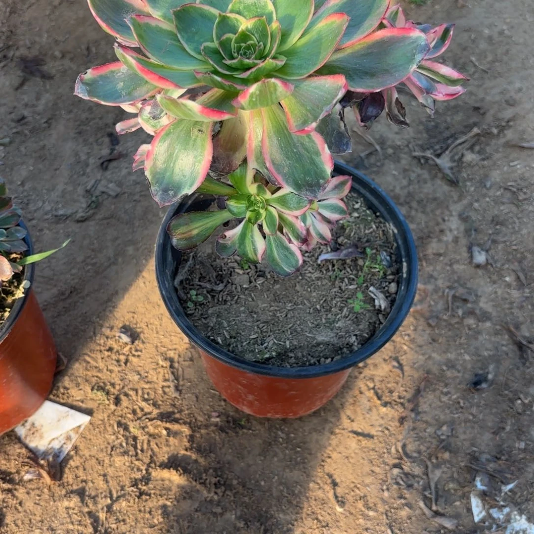 N. 1857红魔女多肉1，ade