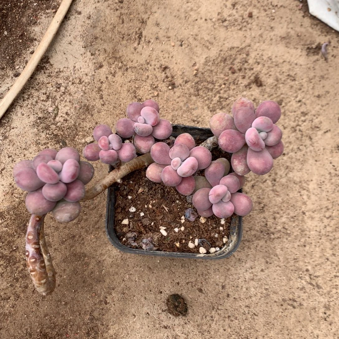 指***柔桃蛋老桩不带盆10号