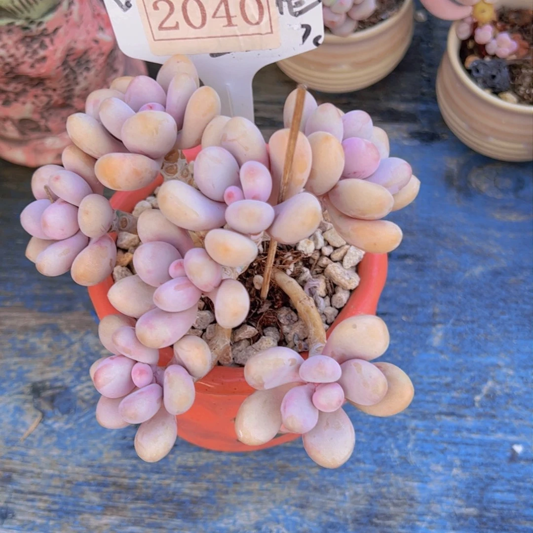 小*桃蛋2040一物一拍