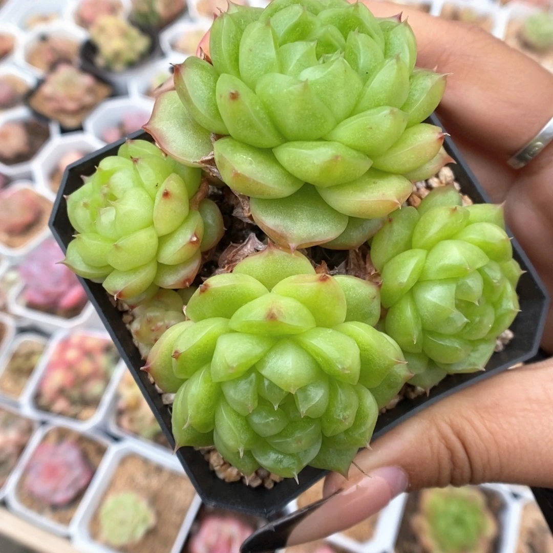 灯泡珍妮群生21号