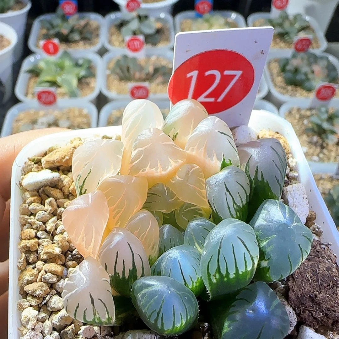 127号大窗冰灯玉露锦一物一拍带盆