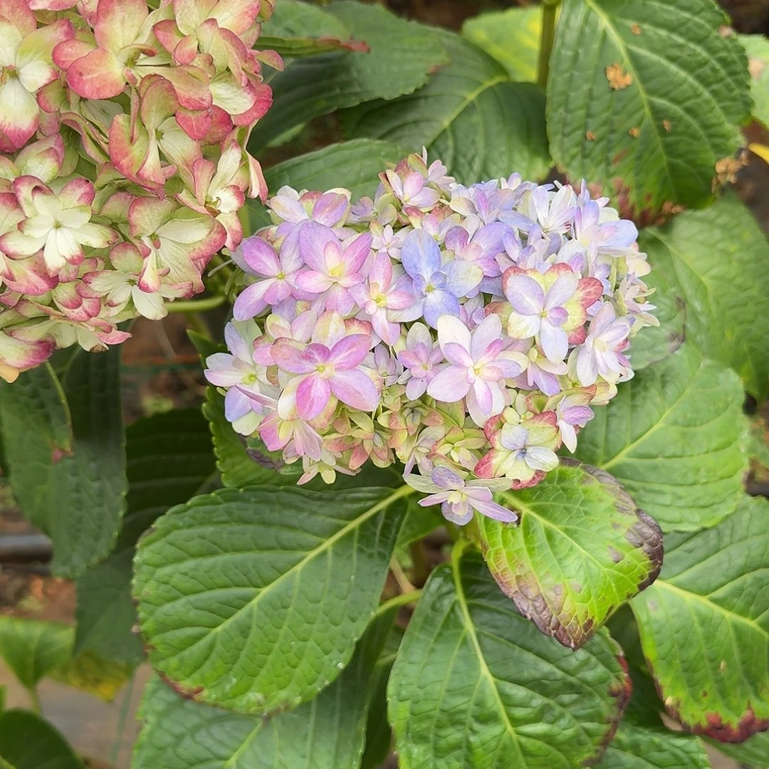 大部分花苞少量开放1