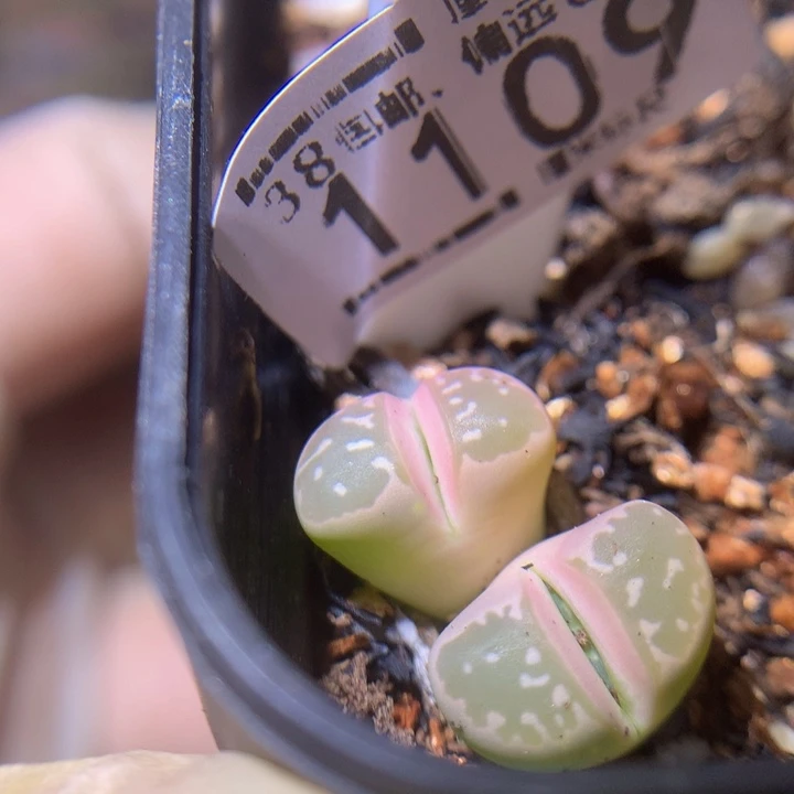 Sss精品生石花1109