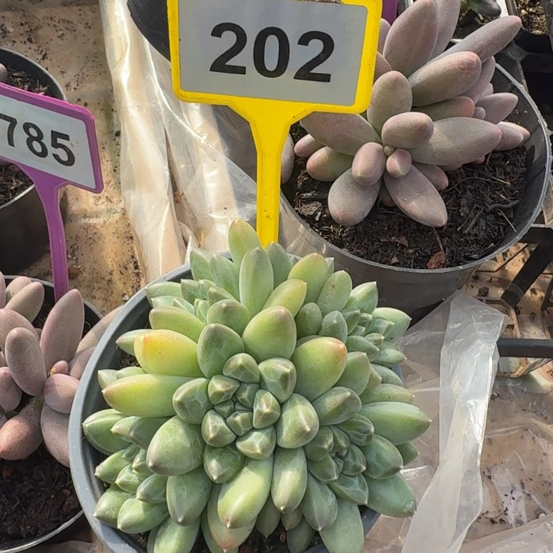 多肉植物群生多肉202