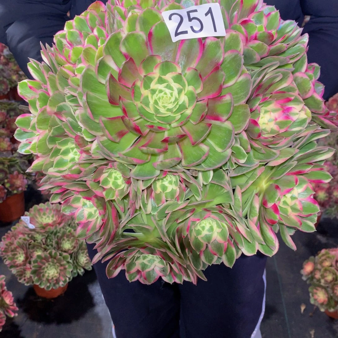 夜***7法师多肉植物251海王