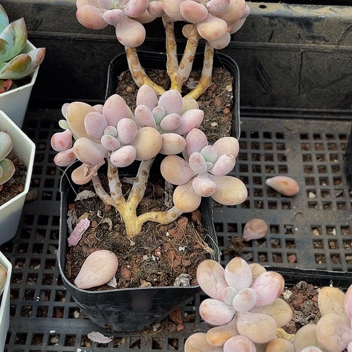 四头老庄桃蛋带盆土