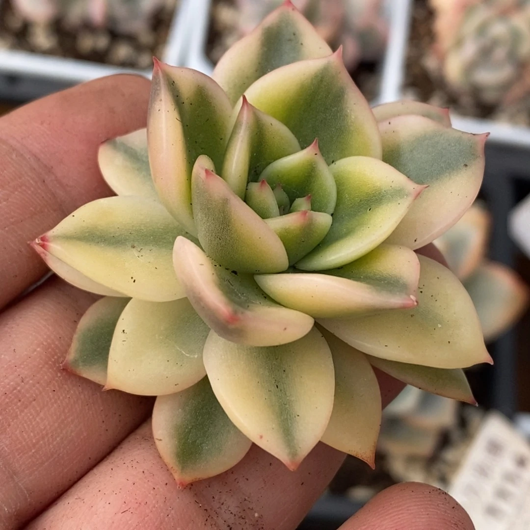 172黄金朱比利锦 小方花圃一物一拍