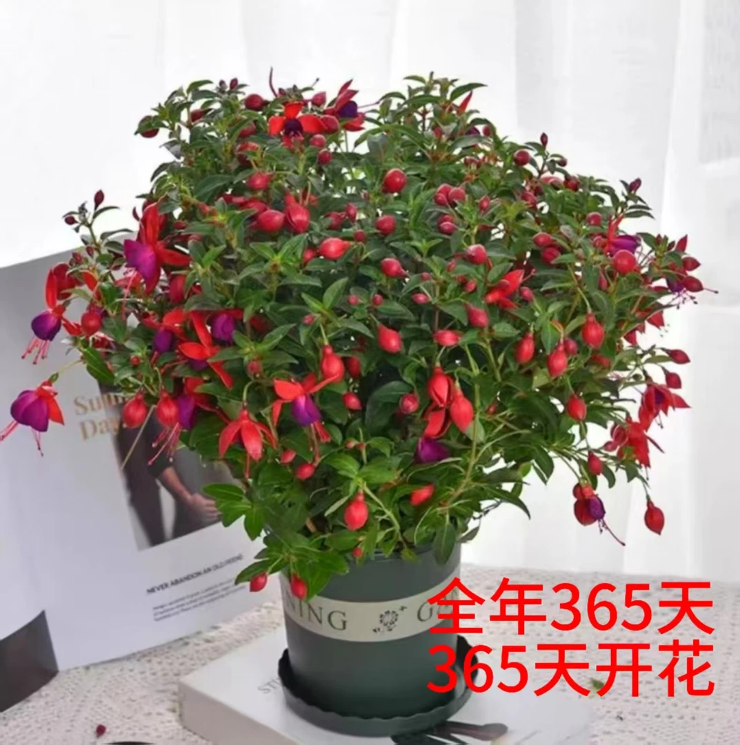 （加仑盆）紫蝴蝶  三年苗四季开花盆栽新手易养护