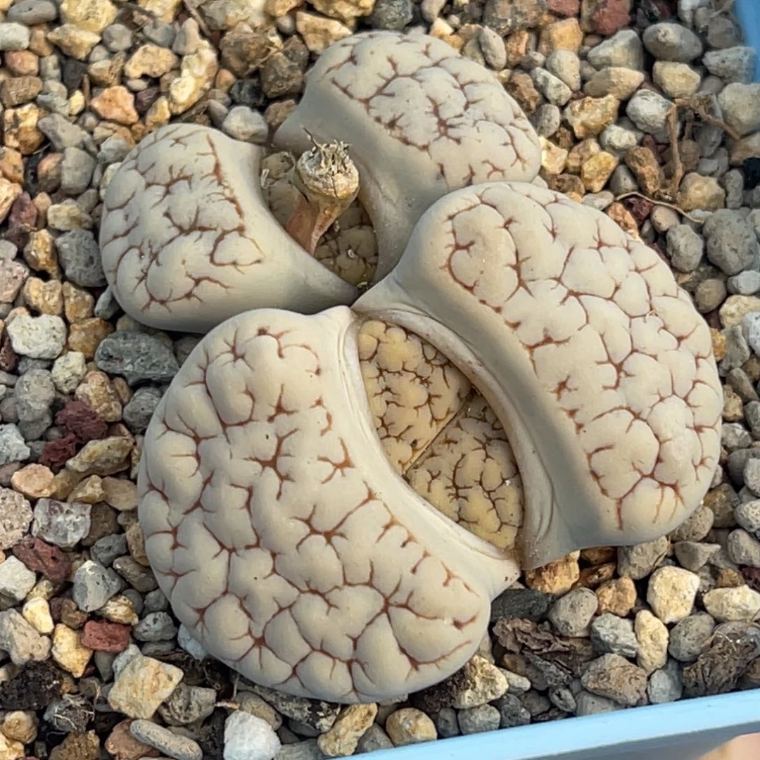 9001双头蜜纹189一颗