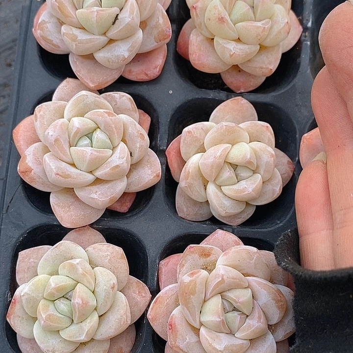 251 多肉植物盆栽花卉植物