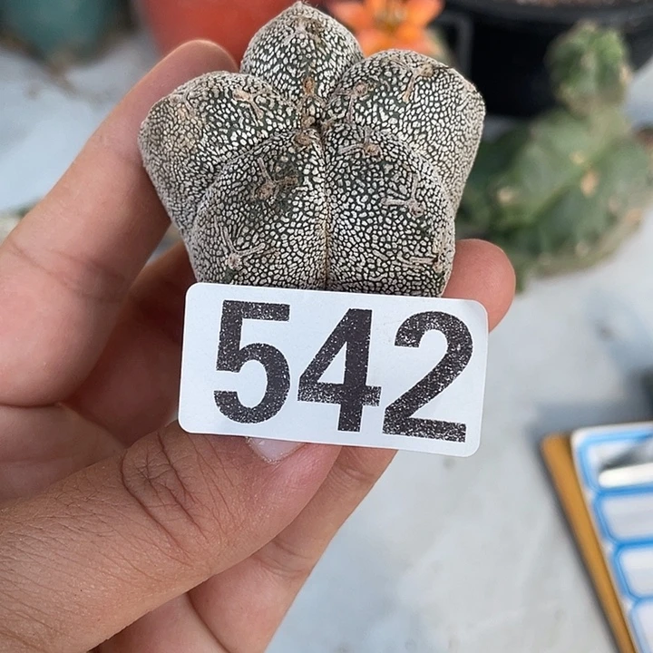 542号仙人球一颗无五根