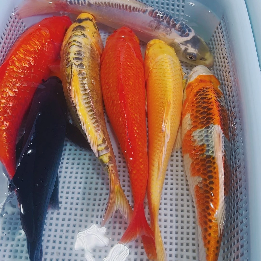 锦鲤锦鲤冷水观赏鱼130