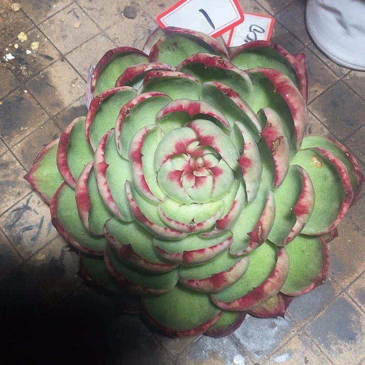 1/////////////////：