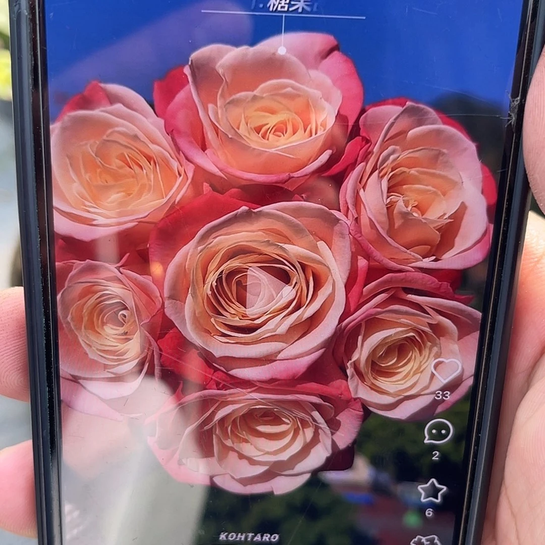 无花朵——-糖果甜心 福利款