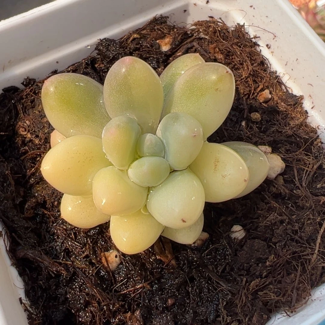 奶酪锦，多肉植物