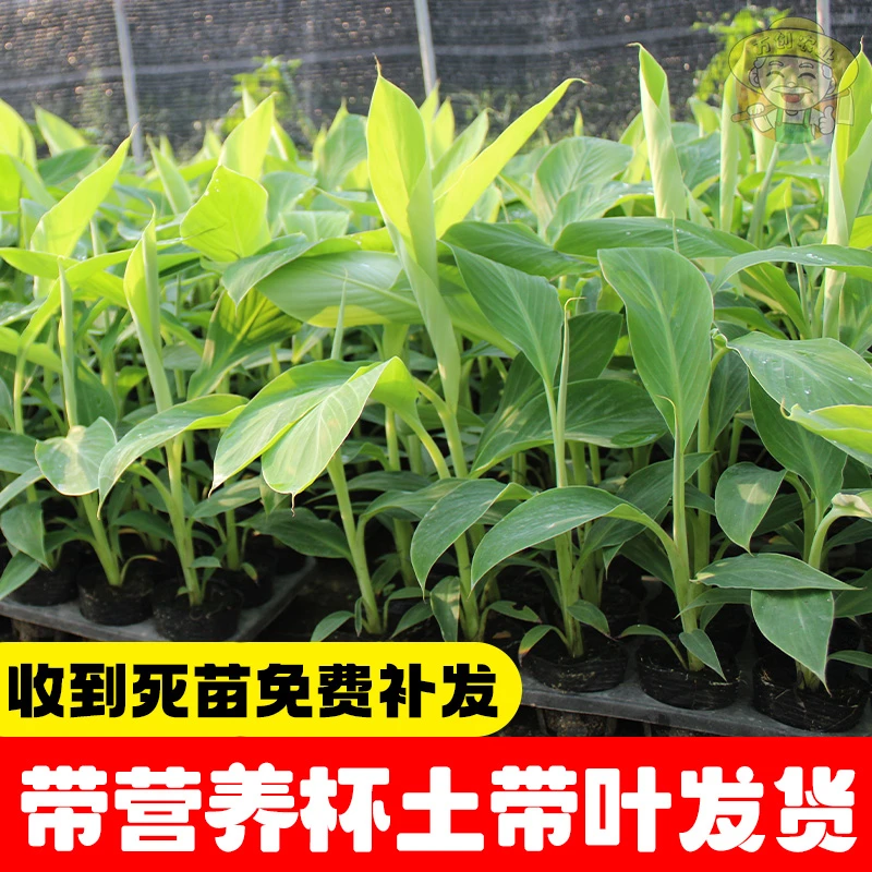 粉蕉苗抗寒果树苗矮化中蕉9号香蕉苗皇帝蕉树苗四季种植芭蕉树